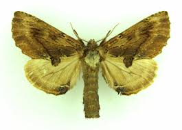 Attēlu rezultāti vaicājumam “Ptilodon capucina”