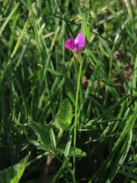 Attēlu rezultāti vaicājumam “Vicia lathyroides leaf”
