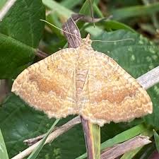 Attēlu rezultāti vaicājumam “Camptogramma bilineata”