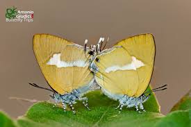 Attēlu rezultāti vaicājumam “Theclinae”