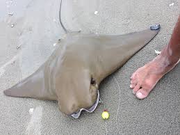 Image result for Rhinoptera brasiliensis