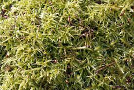 Attēlu rezultāti vaicājumam “Sciuro-hypnum curtum sporophyte”