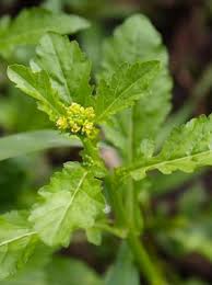 Attēlu rezultāti vaicājumam “Rorippa palustris”