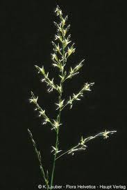 Attēlu rezultāti vaicājumam “Festuca pratensis”