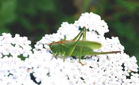 Attēlu rezultāti vaicājumam “Tettigonia cantans”
