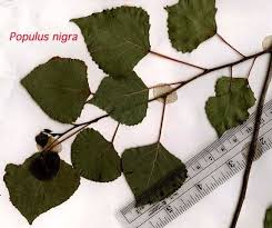 Attēlu rezultāti vaicājumam “Populus nigra leaf”