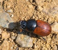 Attēlu rezultāti vaicājumam “Aphodius sp. imago”