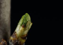 Attēlu rezultāti vaicājumam “Thecla betulae underside”