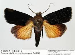 Attēlu rezultāti vaicājumam “Amphipyra livida”