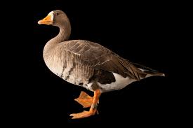 Attēlu rezultāti vaicājumam “Anser albifrons”