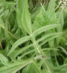 Attēlu rezultāti vaicājumam “Knautia arvensis leaf”