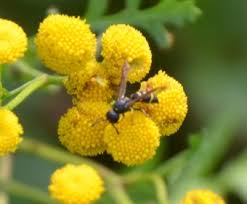 Attēlu rezultāti vaicājumam “Eumenes sp.”