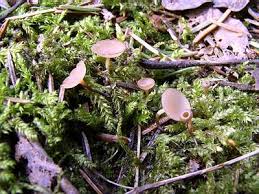 Attēlu rezultāti vaicājumam “Ciboria amentacea”