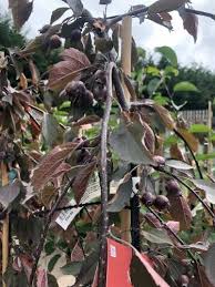 Attēlu rezultāti vaicājumam “Malus purpurea leaf”