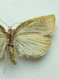 Attēlu rezultāti vaicājumam “Lozotaenia forsterana”