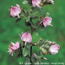 Attēlu rezultāti vaicājumam “Ononis arvensis bud”