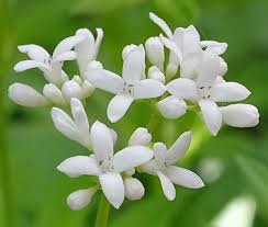 Attēlu rezultāti vaicājumam “Galium odoratum flower”