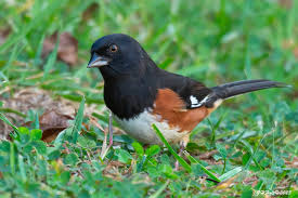 Image result for Pipilo erythrophthalmus