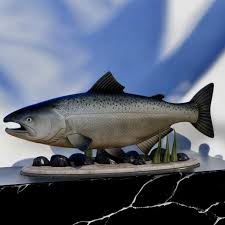 Image result for Oncorhynchus tshawytscha