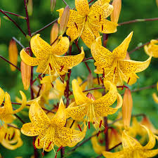 Image result for Lilie