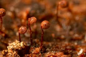 Attēlu rezultāti vaicājumam “Cribraria cancellata var. fusca”