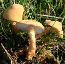 Attēlu rezultāti vaicājumam “Cystoderma amianthinum”