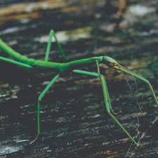 Attēlu rezultāti vaicājumam “Cortodera femorata”