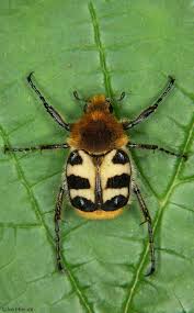 Attēlu rezultāti vaicājumam “Trichius fasciatus imago”