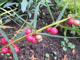 Attēlu rezultāti vaicājumam “Polygonatum verticillatum fruit”