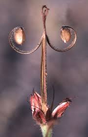 Attēlu rezultāti vaicājumam “Erodium cicutarium fruit”