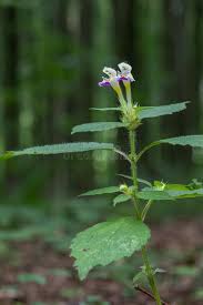 Attēlu rezultāti vaicājumam “Galeopsis speciosa leaf”
