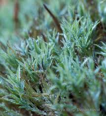 Attēlu rezultāti vaicājumam “Saelania glaucescens”