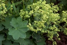 Attēlu rezultāti vaicājumam “Alchemilla subcrenata”