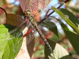 Attēlu rezultāti vaicājumam “Aeshna mixta female”