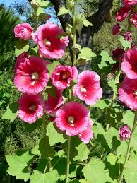 Image result for Alcea (althaea) rosea
