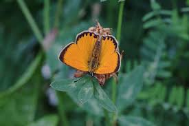 Attēlu rezultāti vaicājumam “Lycaena virgaureae”