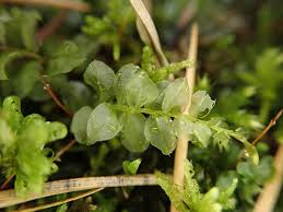 Attēlu rezultāti vaicājumam “Plagiomnium affine sporophyte”