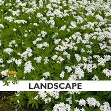 Attēlu rezultāti vaicājumam “Galium odoratum flower”