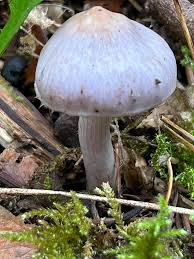 Attēlu rezultāti vaicājumam “Badhamia lilacina var. megaspora”