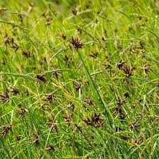 Attēlu rezultāti vaicājumam “Bolboschoenus maritimus”