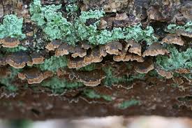 Attēlu rezultāti vaicājumam “Hymenochaete tabacina”