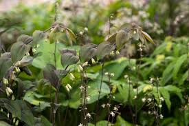 Attēlu rezultāti vaicājumam “Polygonatum multiflorum  leaf”