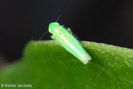 Attēlu rezultāti vaicājumam “Empoasca sp.”