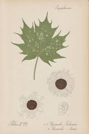 Attēlu rezultāti vaicājumam “Sawadaea tulasnei”