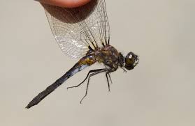 Attēlu rezultāti vaicājumam “Leucorrhinia”