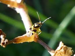 Attēlu rezultāti vaicājumam “Grypocoris sexguttatus imago”