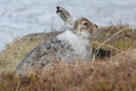 Attēlu rezultāti vaicājumam “Lepus timidus”
