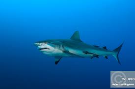 Image result for Carcharhinus amblyrhynchos