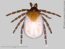 Attēlu rezultāti vaicājumam “Ixodes female”