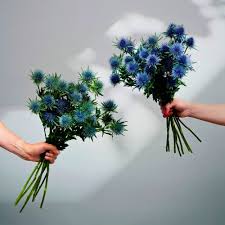 Attēlu rezultāti vaicājumam “Eryngium maritimum flower”